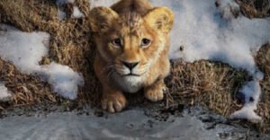 Beyoncé e Blue Ivy serão mãe e filha em ‘Mufasa, o Rei Leão’; veja o trailer