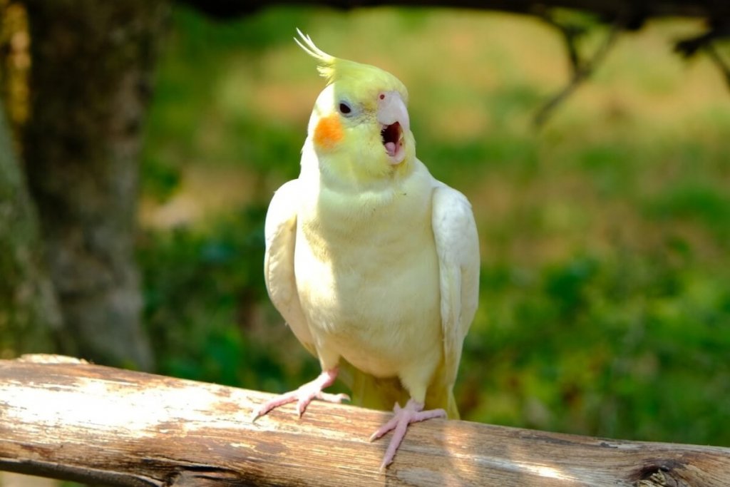 8 espécies de aves para ter como animal de estimação