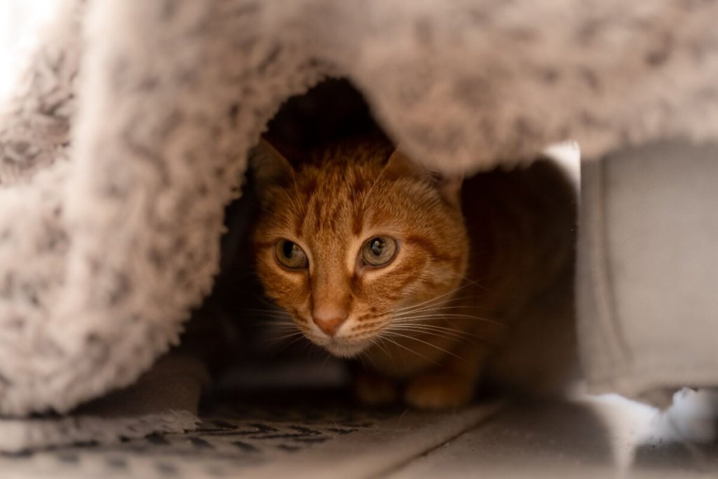 8 razões pelas quais os gatos se escondem 