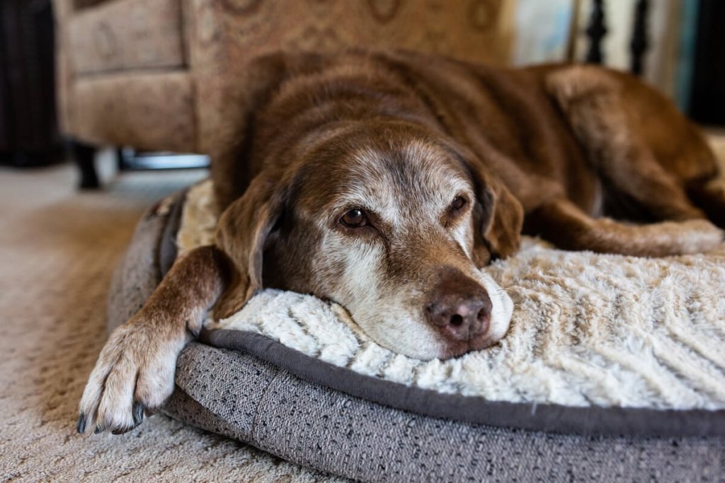 Veja como cuidar adequadamente de cachorros idosos