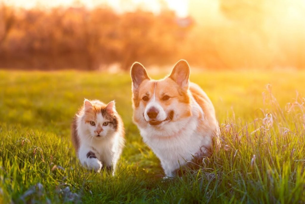 5 doenças comuns em cachorros e gatos 