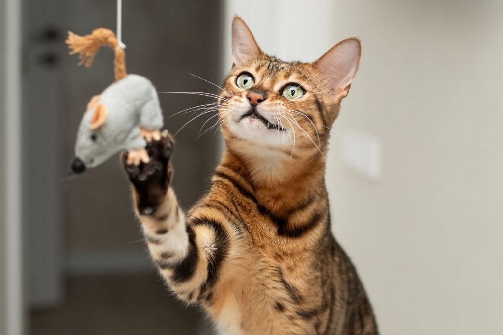 7 brinquedos perigosos para a saúde dos gatos