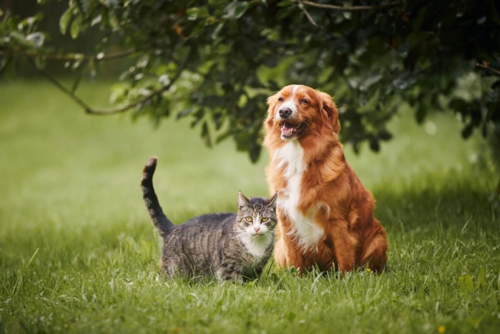 7 cuidados com a saúde de cães e gatos após a adoção 