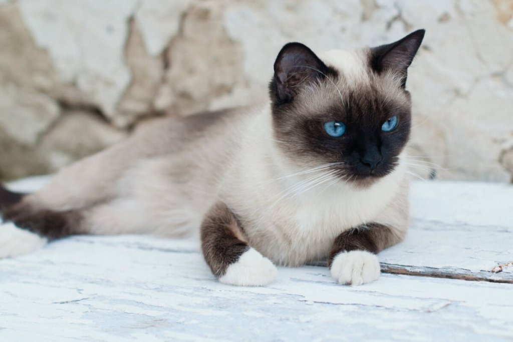 4 características do gato da raça snowshoe 