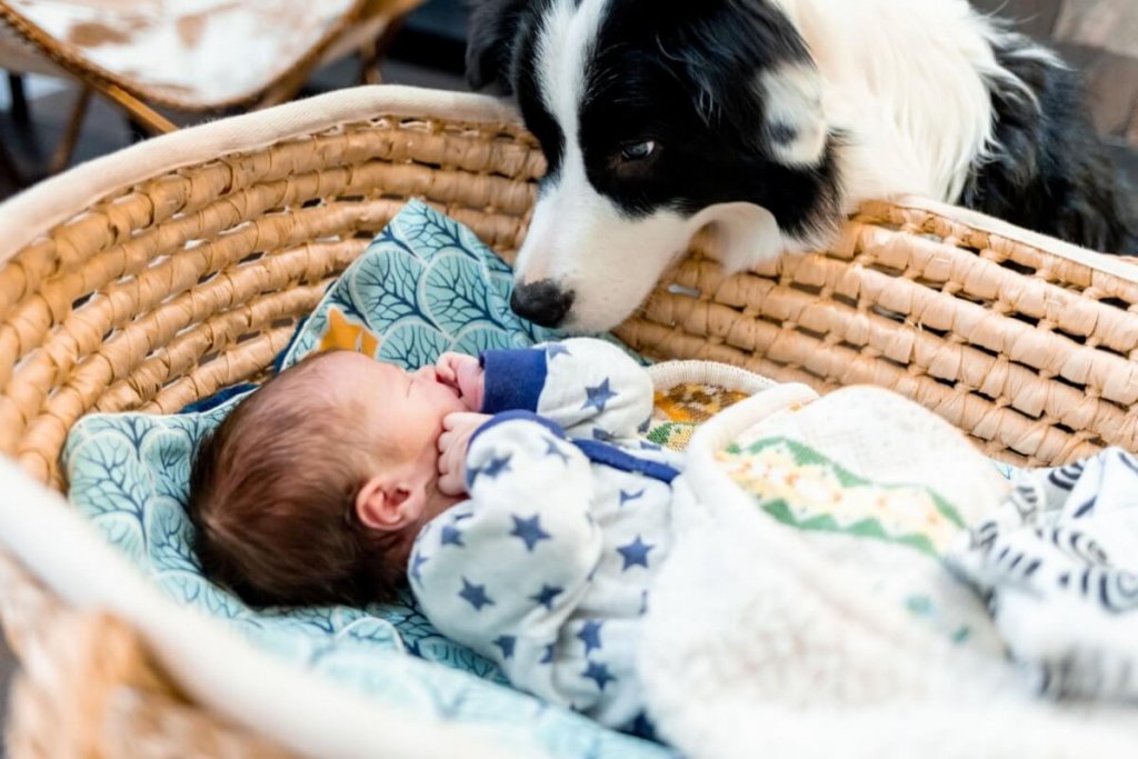 7 dicas para preparar o cachorro para a chegada do bebê 