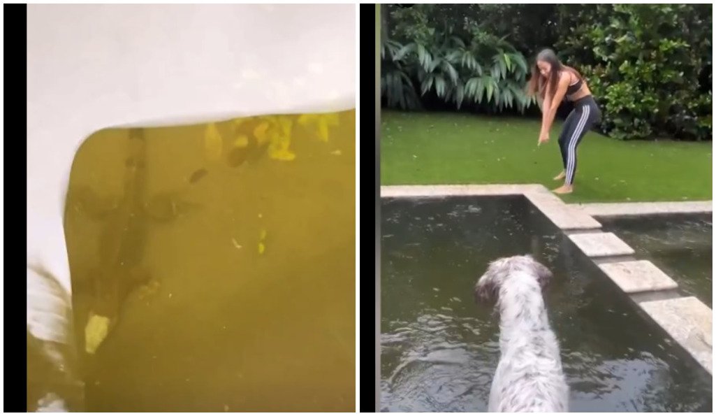 Anitta encontra iguana em sua piscina em Miami após furacão Milton