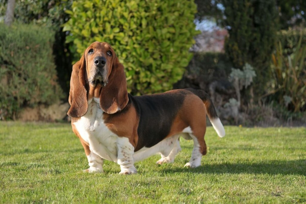 4 características do cachorro da raça basset hound 