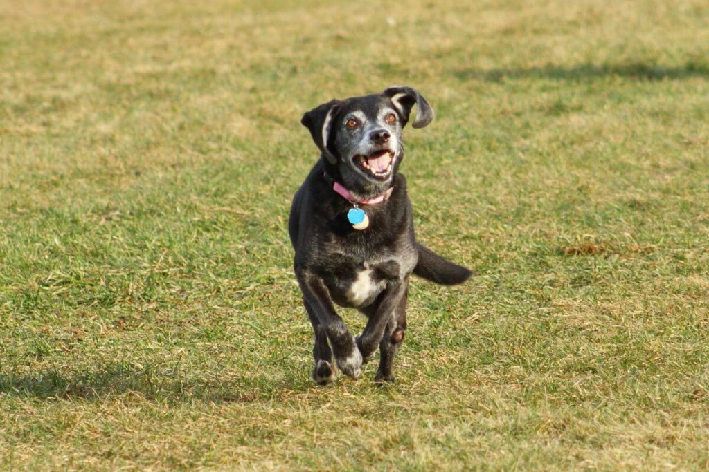 8 brincadeiras seguras para cachorros idosos